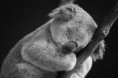 /album/fotogalerie/sleepy-koala-jpg1/