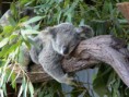 /album/fotogalerie/koala2-jpg1/